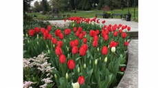 Surrey’s Dutch-Canadian Friendship Garden now in bloom